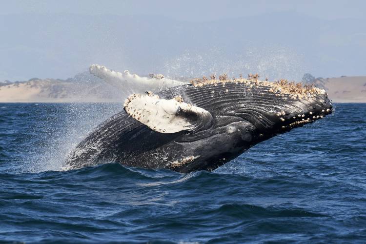 whale watching on oahu