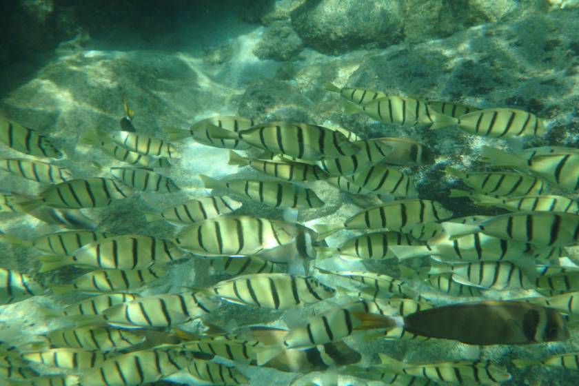 school of fish in waimea