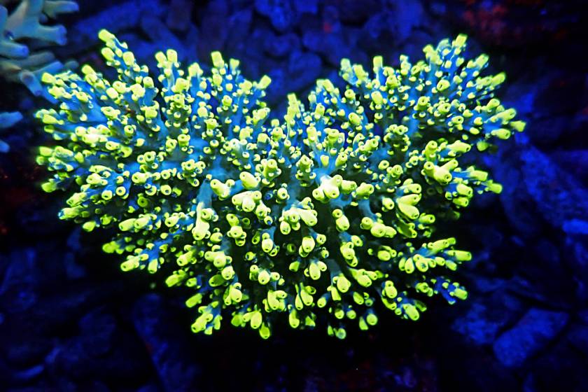 glow in the dark coral