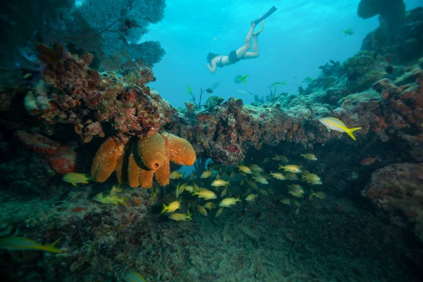 snorkel in ko olina